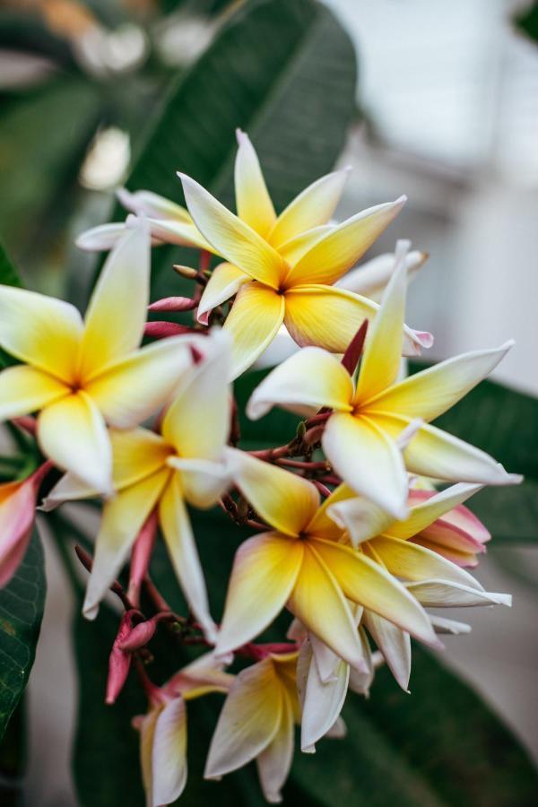 Mother Earth Luxury Boutique Hotel, Restaurant & Spa (Adults Only) Tamarindo Eksteriør billede